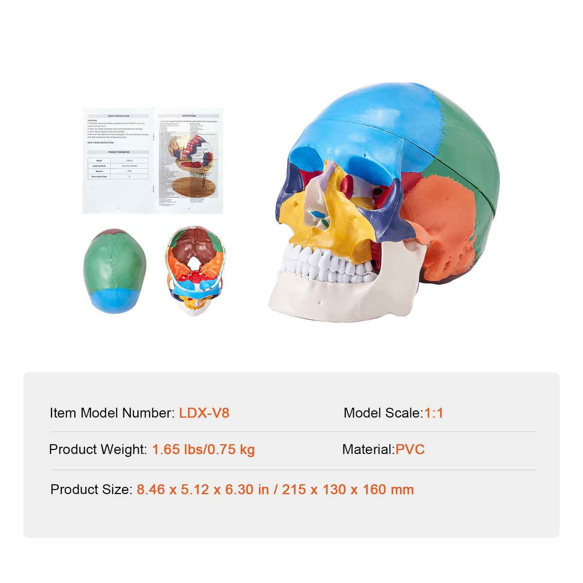 Human Skull Model, 3 Parts Human Skull Anatomy, Life-Size Painted Anatomy Skull Model, PVC Anatomical Skull, Detachable Learning Skull Model, for Professional Teaching, Researching and Learning