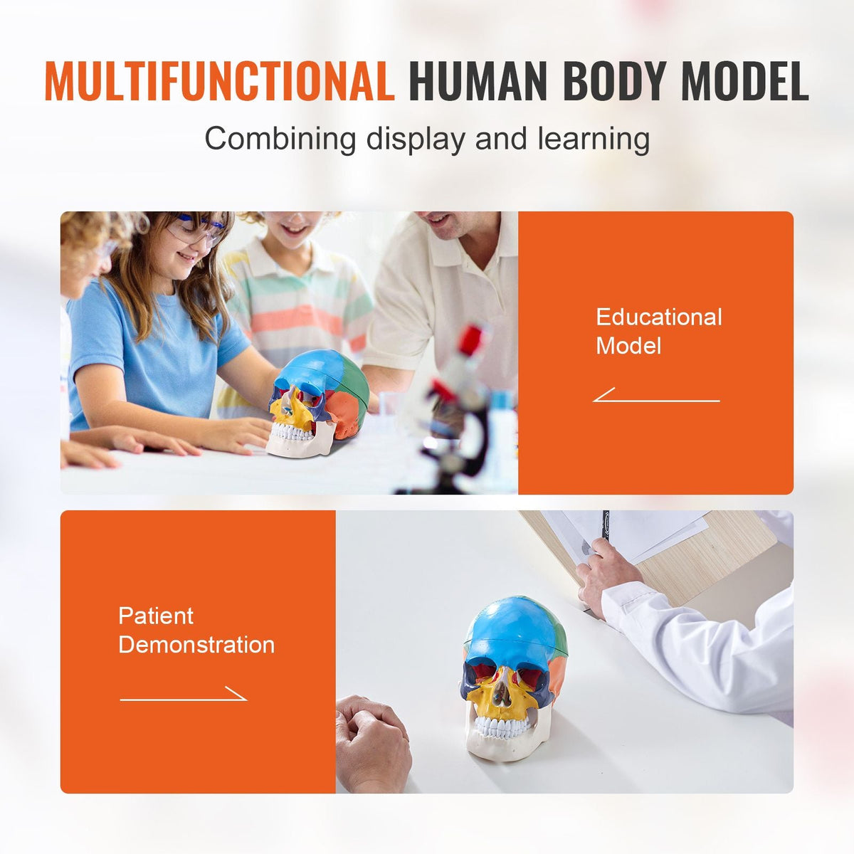 Human Skull Model, 3 Parts Human Skull Anatomy, Life-Size Painted Anatomy Skull Model, PVC Anatomical Skull, Detachable Learning Skull Model, for Professional Teaching, Researching and Learning