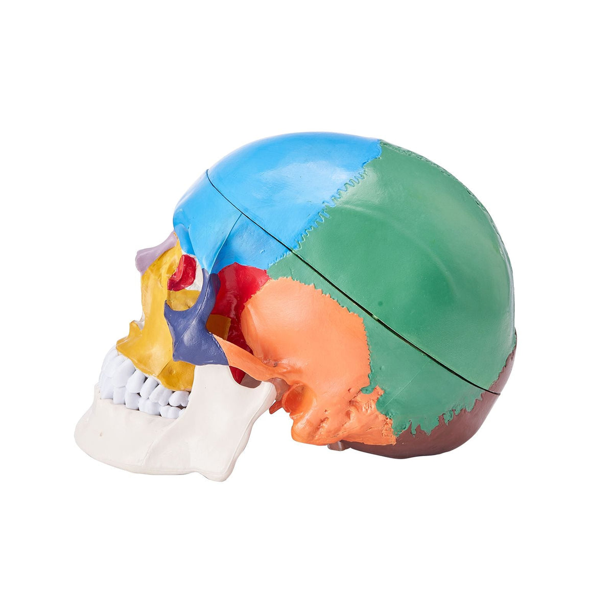 Human Skull Model, 8 Parts Brain & 3 Parts Skull, Life-Size Painted Anatomy Skull Model, PVC Anatomical Skull, Detachable Learning Skull Model for Professional Teaching, Researching and Learning