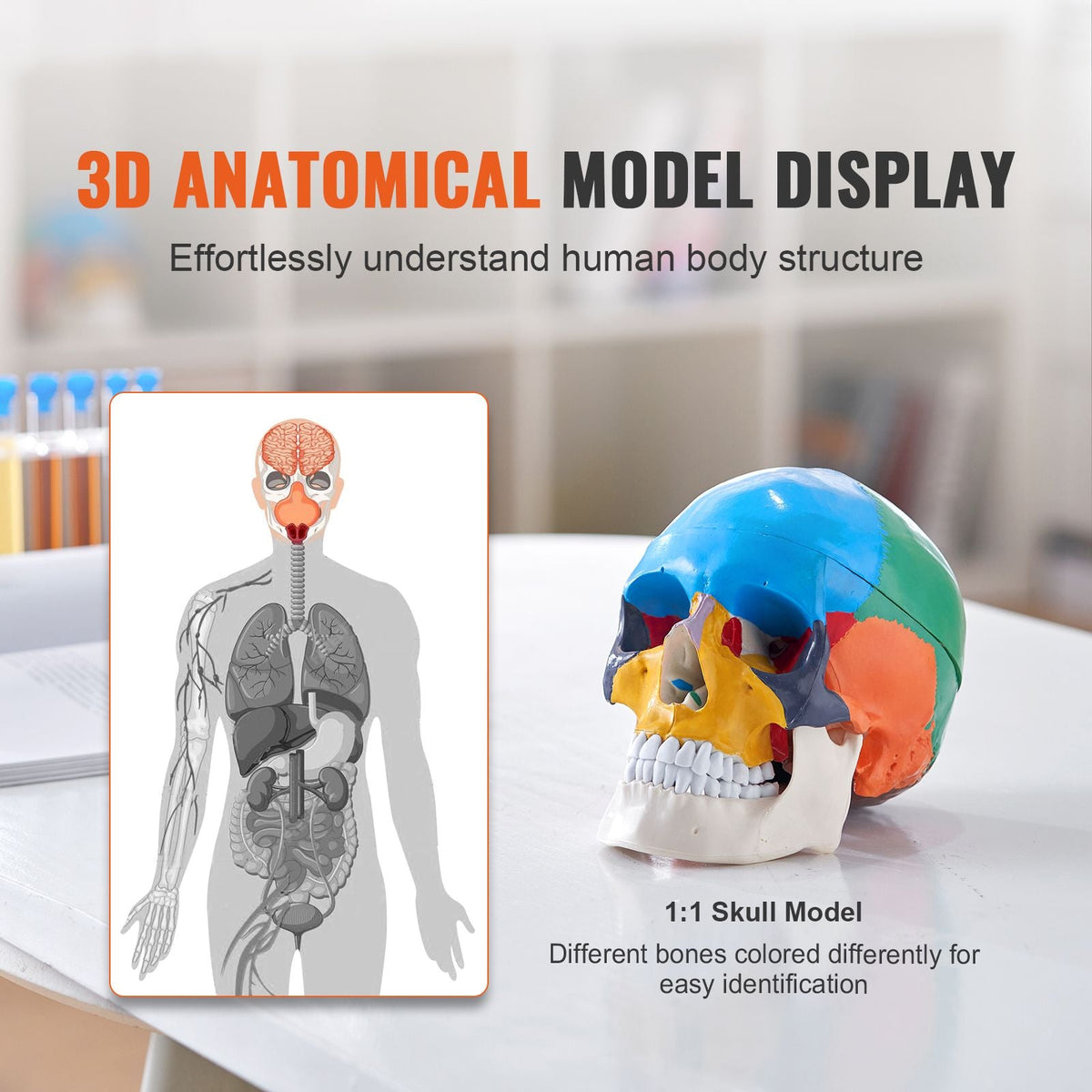 Human Skull Model, 8 Parts Brain & 3 Parts Skull, Life-Size Painted Anatomy Skull Model, PVC Anatomical Skull, Detachable Learning Skull Model for Professional Teaching, Researching and Learning