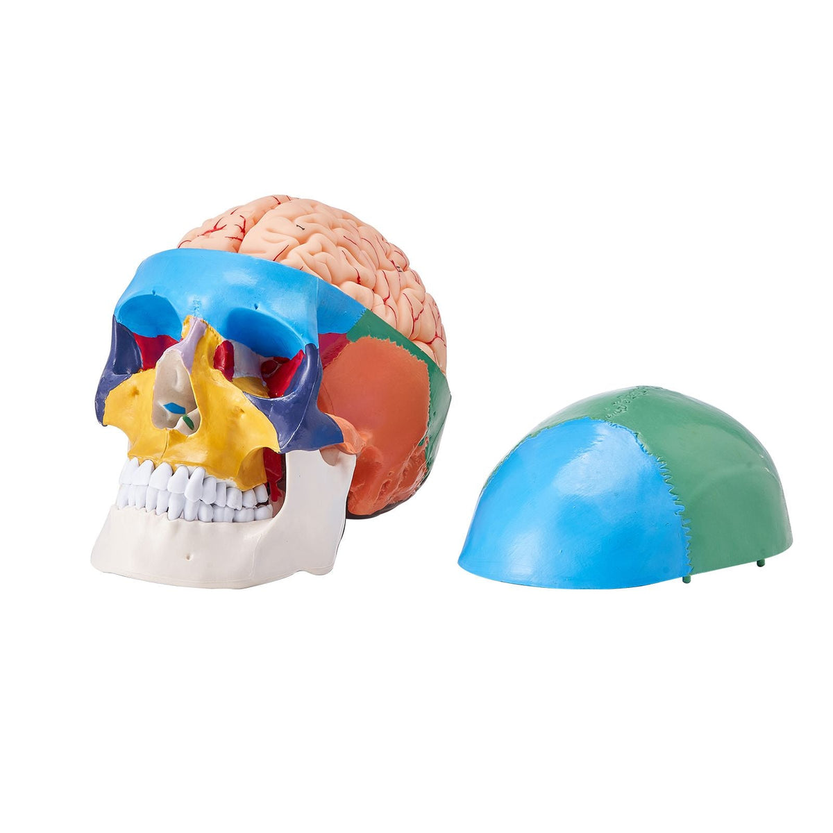 Human Skull Model, 8 Parts Brain & 3 Parts Skull, Life-Size Painted Anatomy Skull Model, PVC Anatomical Skull, Detachable Learning Skull Model for Professional Teaching, Researching and Learning
