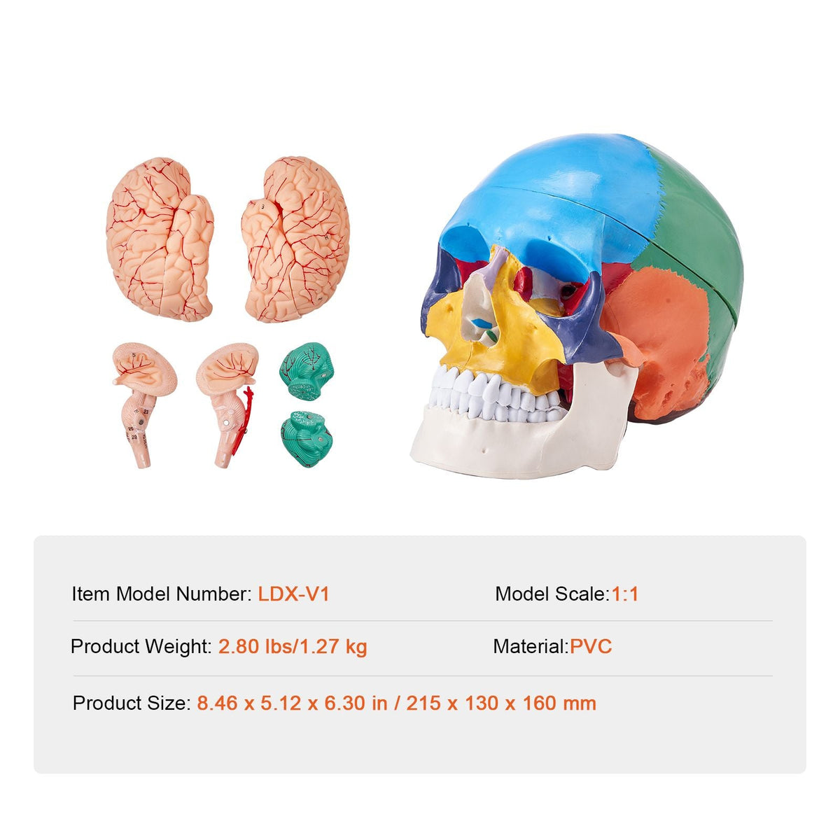 Human Skull Model, 8 Parts Brain & 3 Parts Skull, Life-Size Painted Anatomy Skull Model, PVC Anatomical Skull, Detachable Learning Skull Model for Professional Teaching, Researching and Learning