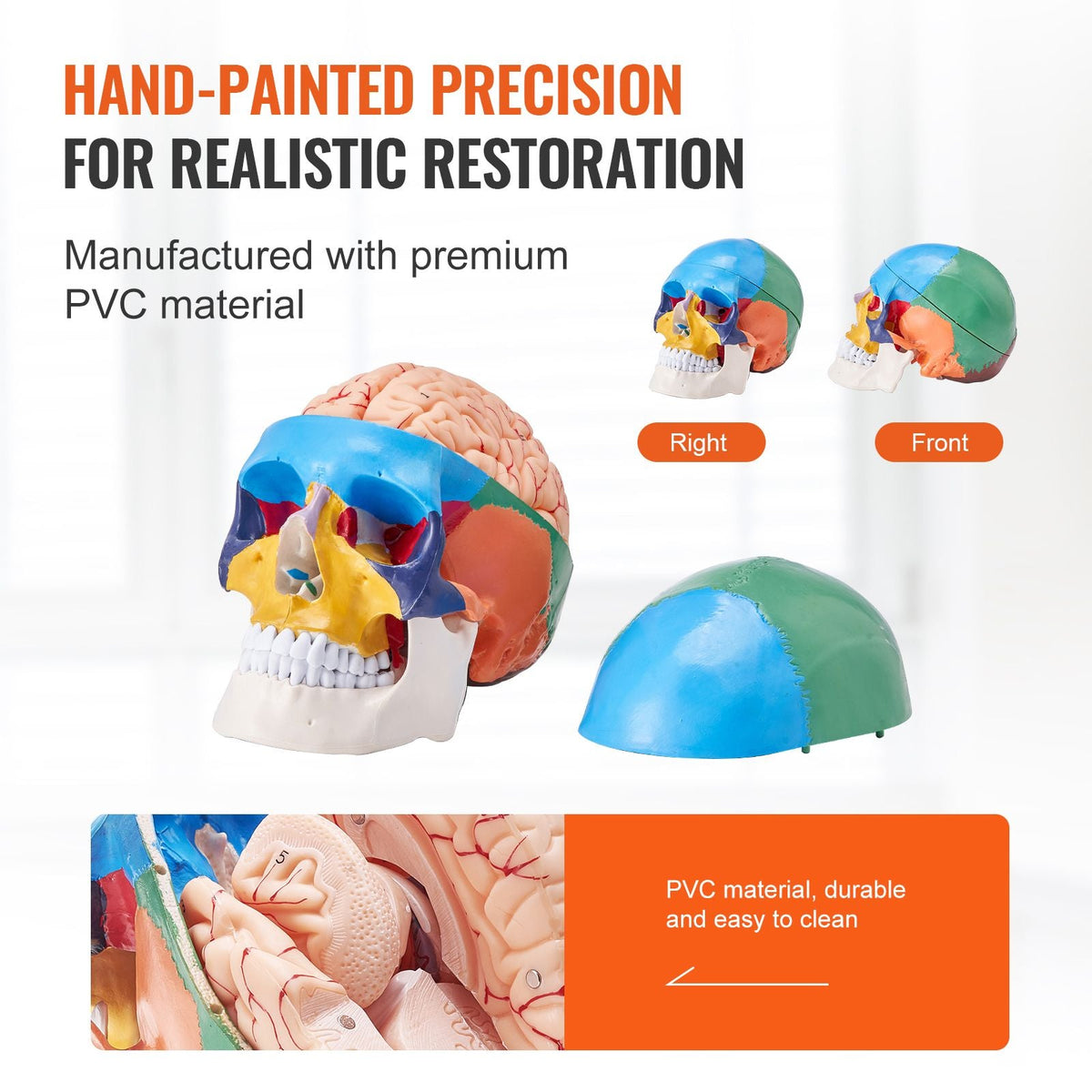 Human Skull Model, 8 Parts Brain & 3 Parts Skull, Life-Size Painted Anatomy Skull Model, PVC Anatomical Skull, Detachable Learning Skull Model for Professional Teaching, Researching and Learning