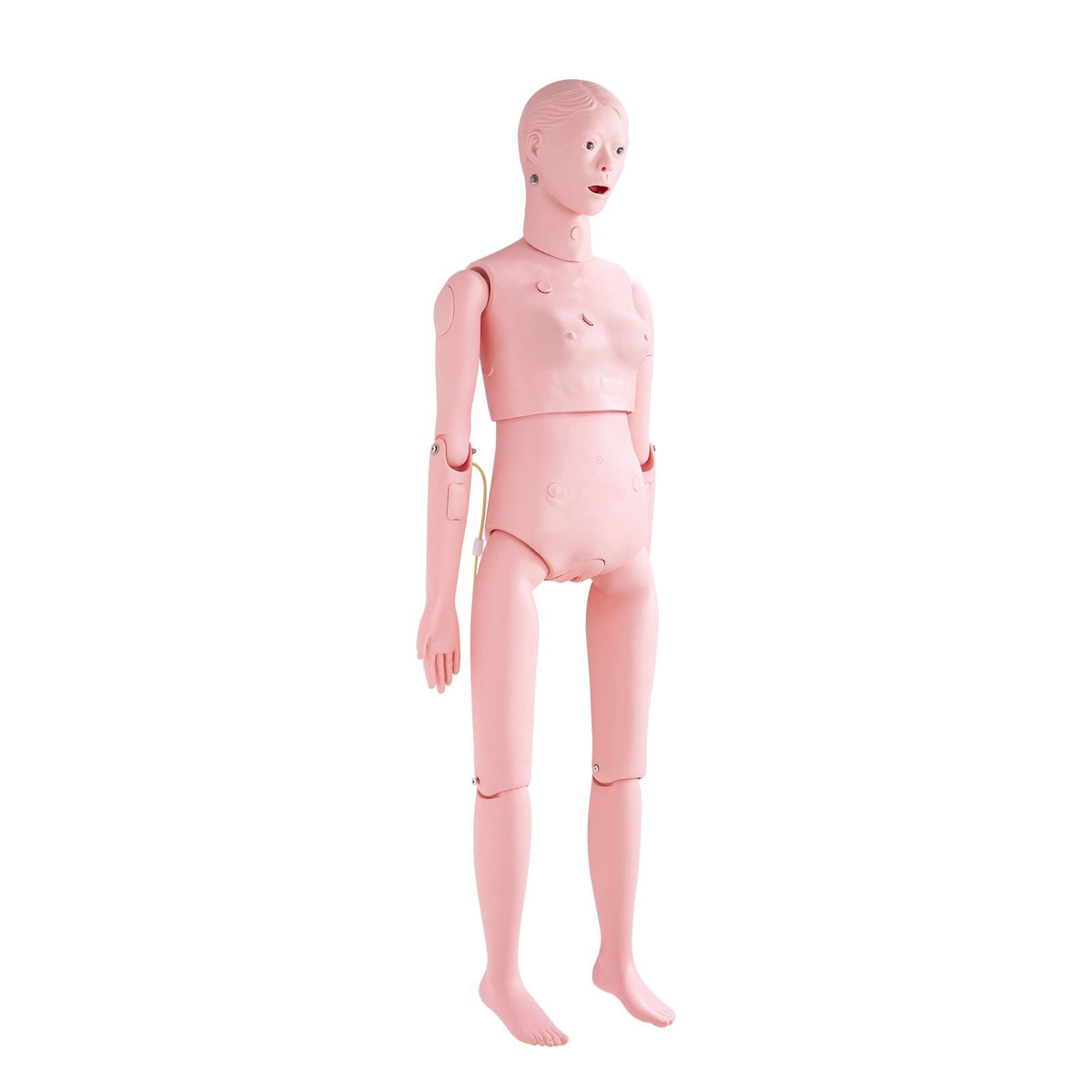 Nursing Training Manikin, Female Life Size Demonstration Human Manikin for Nursing Training, Multifunctional Education Teaching Model Supplies, PVC Anatomical Mannequin Body Care Simulator Model