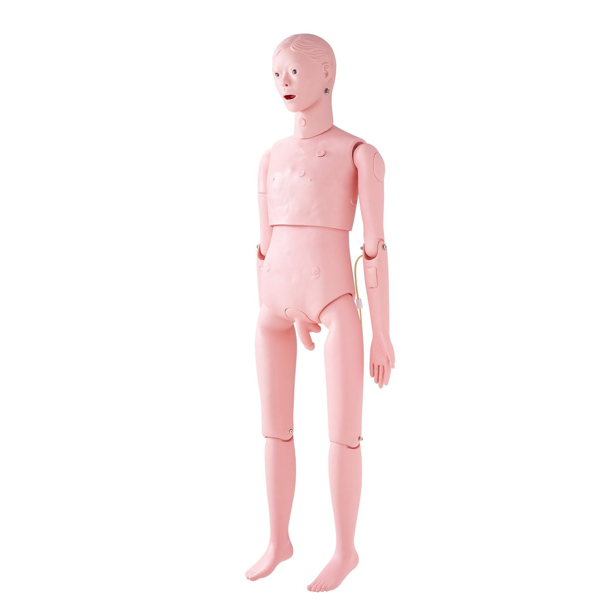 Nursing Training Manikin, Male Life Size Demonstration Human Manikin for Nursing Training, Multifunctional Education Teaching Model Supplies, PVC Anatomical Mannequin Body Care Simulator Model