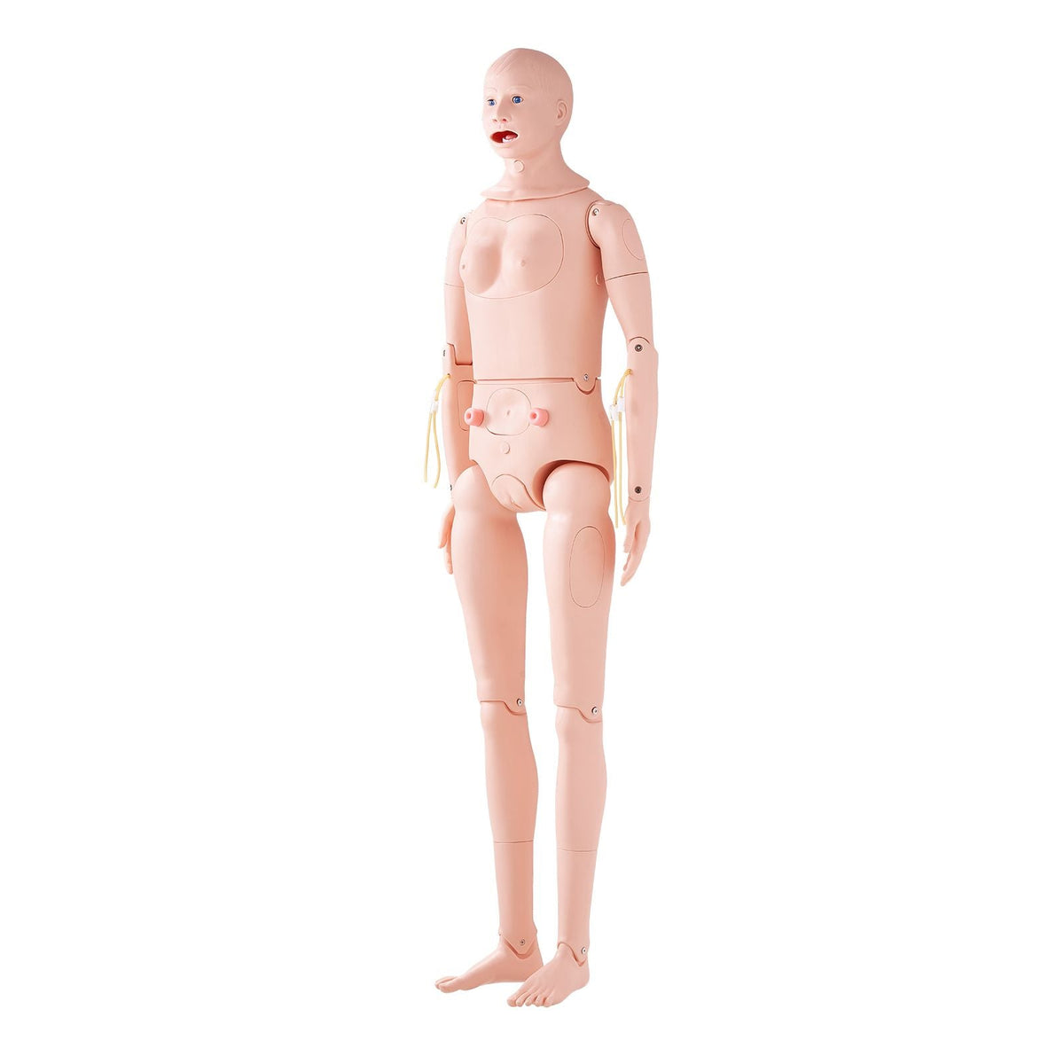 Nursing Training Manikin, Male/Female Life Size Demonstration Human Manikin for Nursing Training, Multifunctional Education Teaching Model, PVC Anatomical Mannequin Body Care Simulator Model