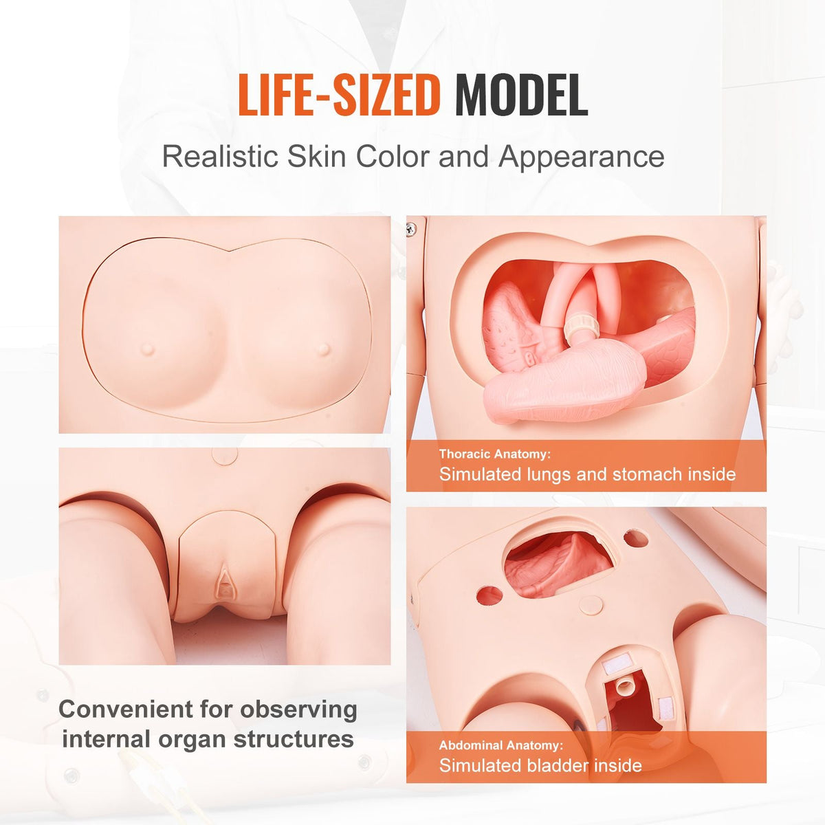 Nursing Training Manikin, Male/Female Life Size Demonstration Human Manikin for Nursing Training, Multifunctional Education Teaching Model, PVC Anatomical Mannequin Body Care Simulator Model