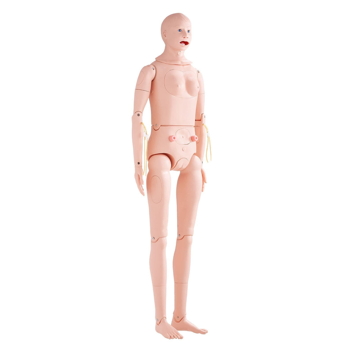 Nursing Training Manikin, Male/Female Life Size Demonstration Human Manikin for Nursing Training, Multifunctional Education Teaching Model, PVC Anatomical Mannequin Body Care Simulator Model