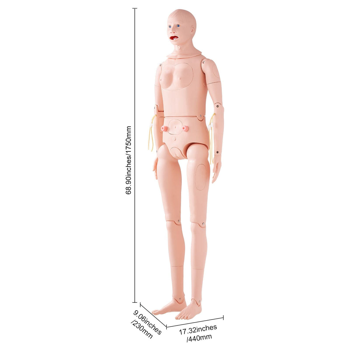 Nursing Training Manikin, Male/Female Life Size Demonstration Human Manikin for Nursing Training, Multifunctional Education Teaching Model, PVC Anatomical Mannequin Body Care Simulator Model