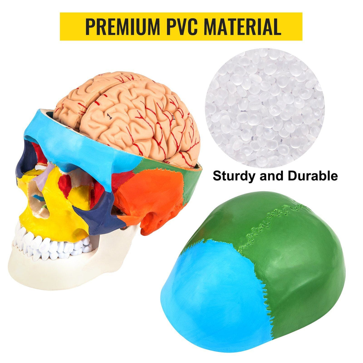 Human Skull Model, 8 Parts Brain Human Skull Anatomy, Life-Size Learning Skull with Brain, PVC Painted Human Skull Model, Labeled Anatomical Skull, for Medical Teaching, Researching and Learning